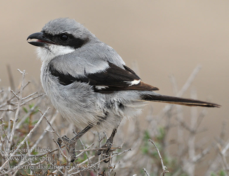 Lanius meridionalis Averla meridionale