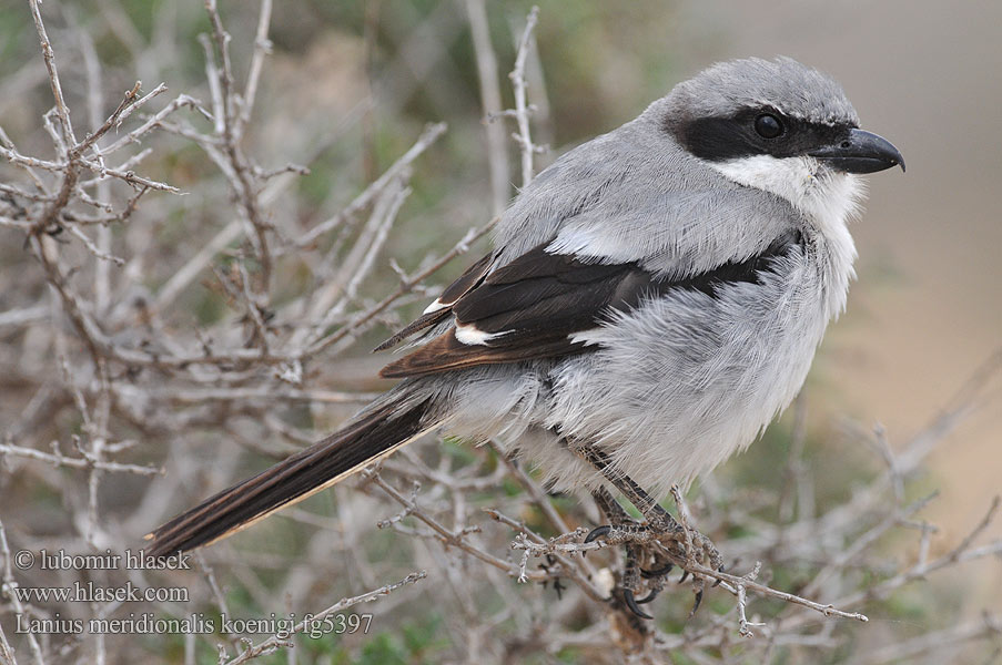 Lanius meridionalis ミナミオオモズ Zuidelijke Klapekster