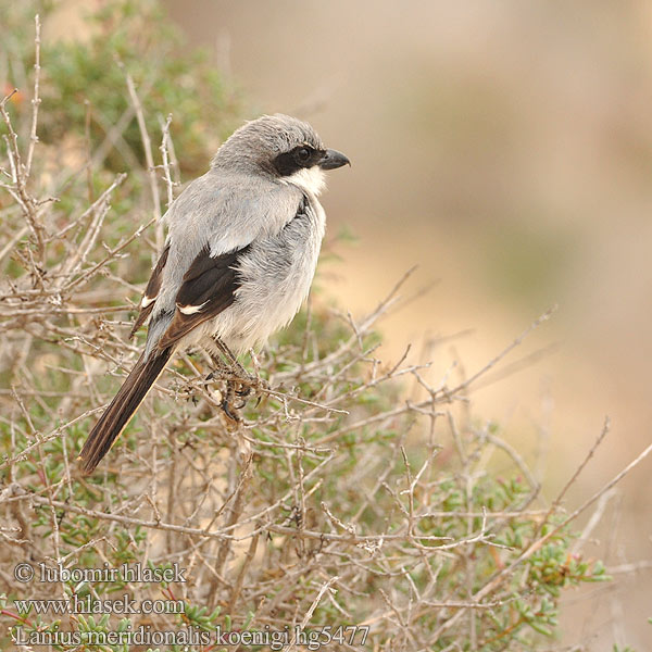 Lanius meridionalis Picanço-real Южный серый сорокопут