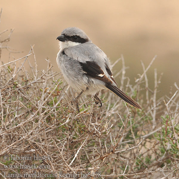 Lanius meridionalis الصرد الرمادي الجنوبي Διπλοκεφαλάς της Μεσογείου