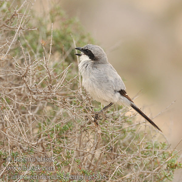 Lanius meridionalis חנקן שיטים Južni veliki srakoper