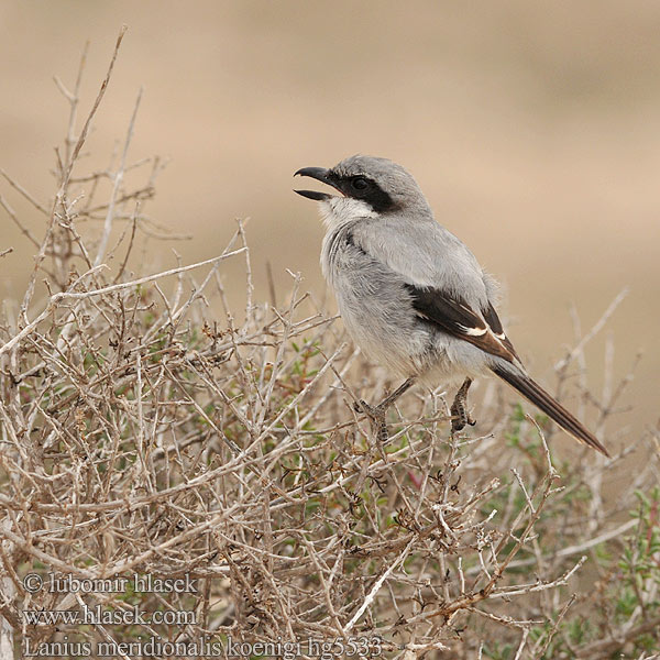 Lanius meridionalis Bozkır örümcekkuşu 南方灰伯劳