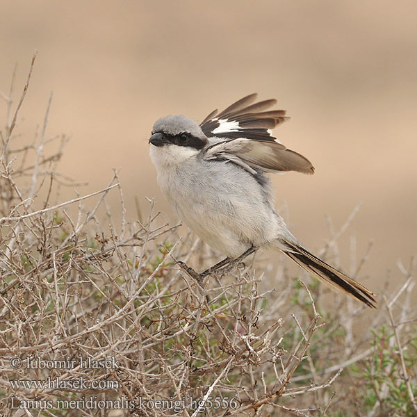 Lanius meridionalis Southern Grey Shrike