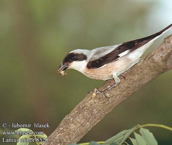 Lanius minor Lesser Grey Shrike Rosenbrystet tornskade