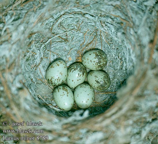 birds eggs nests Lanius minor Dzierzba czarnoczelna Strakoš kolesár