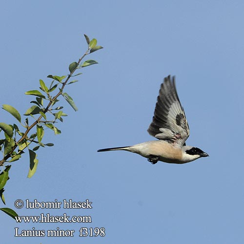 Lesser Grey Shrike Rosenbrystet tornskade Mustaotsalepinkäinen