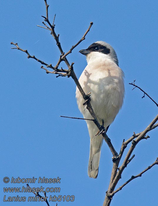 Lesser Grey Shrike Lanius minor