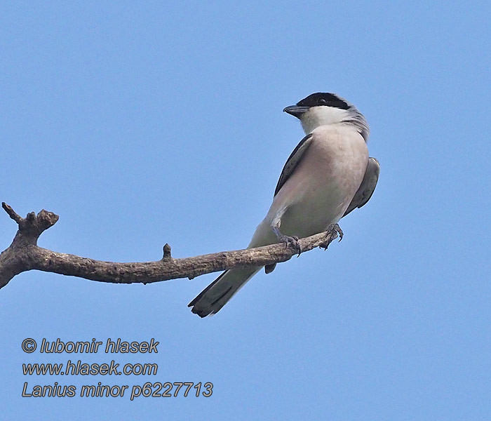 Lesser Grey Shrike Rosenbrystet tornskade Mustaotsalepinkäinen Lanius minor