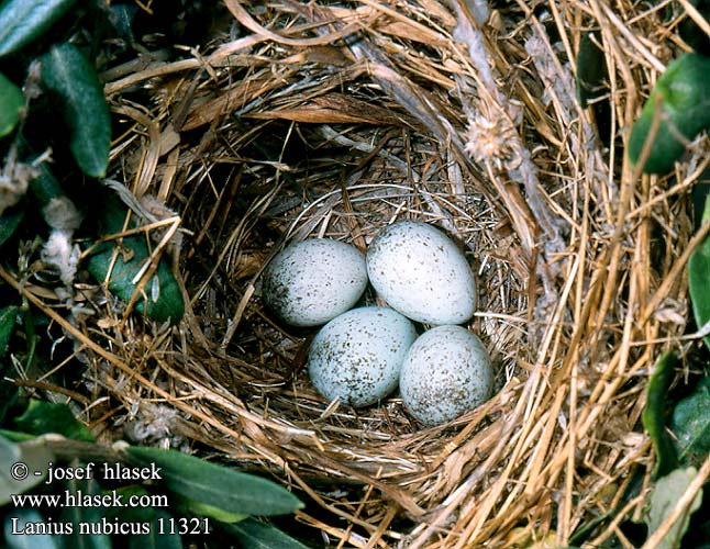 Lanius nubicus birds eggs nests Lanius nubicus Masked Shrike Masketornskade