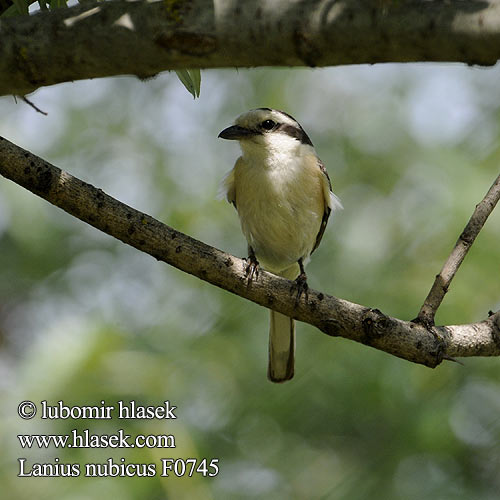 Lanius nubicus Masked Shrike Masketornskade Valko-otsalepinkäinen