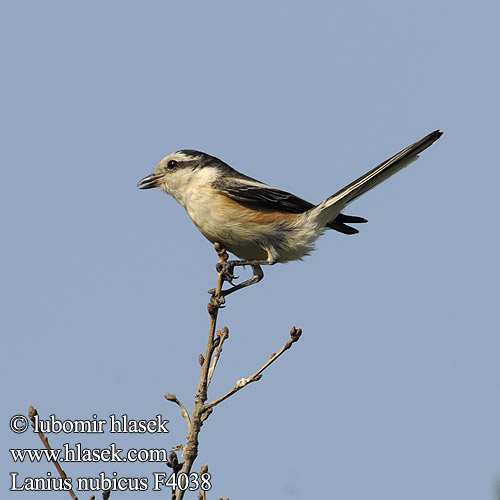 חנקן נובי Lanius nubicus Masked Shrike Masketornskade