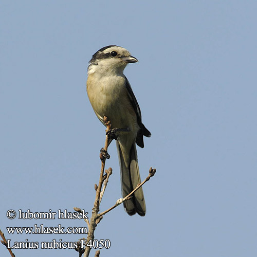 Masked Shrike Masketornskade Valko-otsalepinkäinen Lanius nubicus