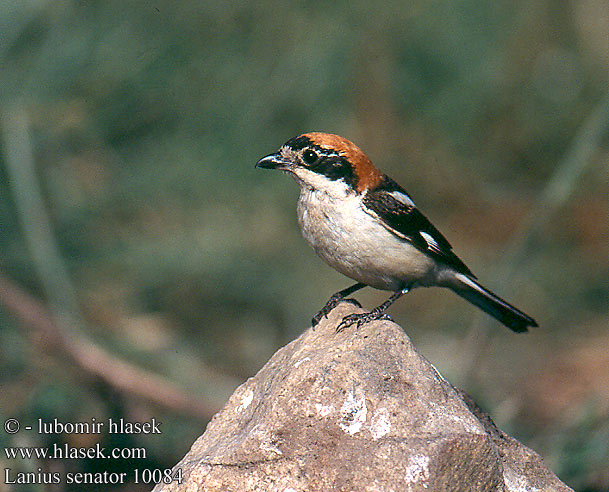 Lanius senator Woodchat Shrike Rotkopfwürger