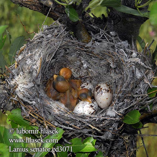 Woodchat Shrike Rotkopfwürger Pie-grièche tête rousse