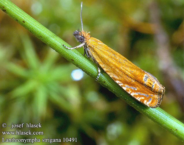 Lanthronympha strigana 10491