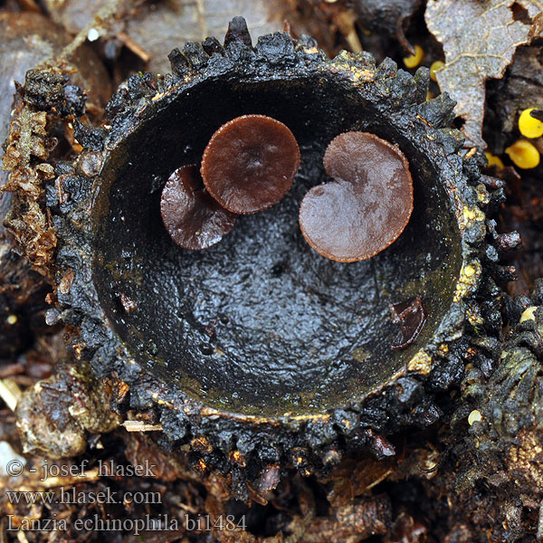 Rutstroemia echinophila Lanzia Terčovka čiašková Terčka číškomilná Het kastanjestromakelkje クリノイガワンタケ Kupacslakó csészegomba Kastanienschalen-Becherling