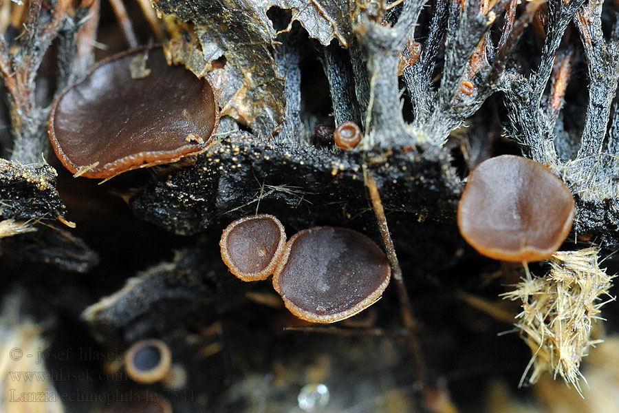 Terčka číškomilná Rutstroemia echinophila