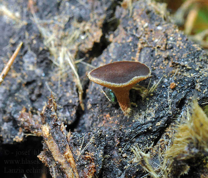 Kastanienschalen-Becherling Rutstroemia echinophila