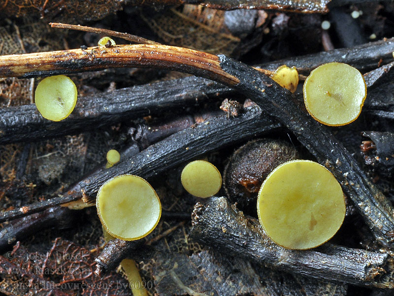 Lanzia luteovirescens Rutstroemia Ciboria Terčka žlutozelená