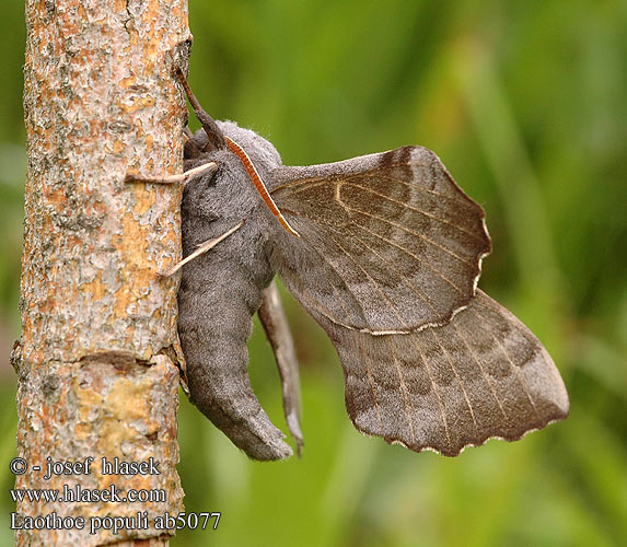 Poppelsvärmare Poppel-Nattsvärmare Amorpha Laothoe populi