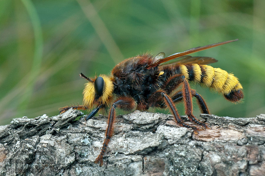 Laphria aurea