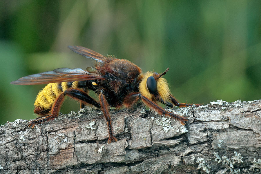 Laphria aurea