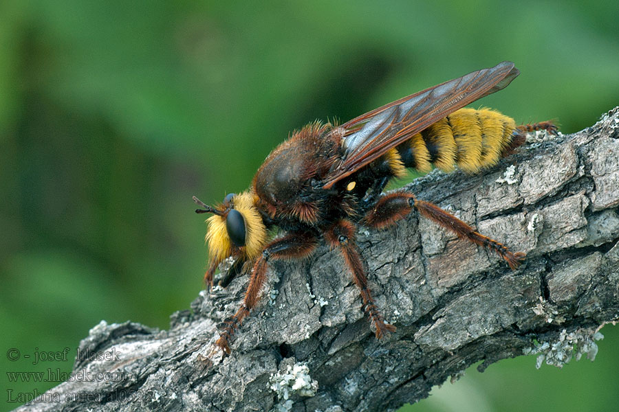 Laphria aurea