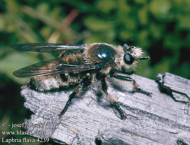 Laphria flava Gelbe Mordfliege Bumblebee Robber Fly Roupec žlutý