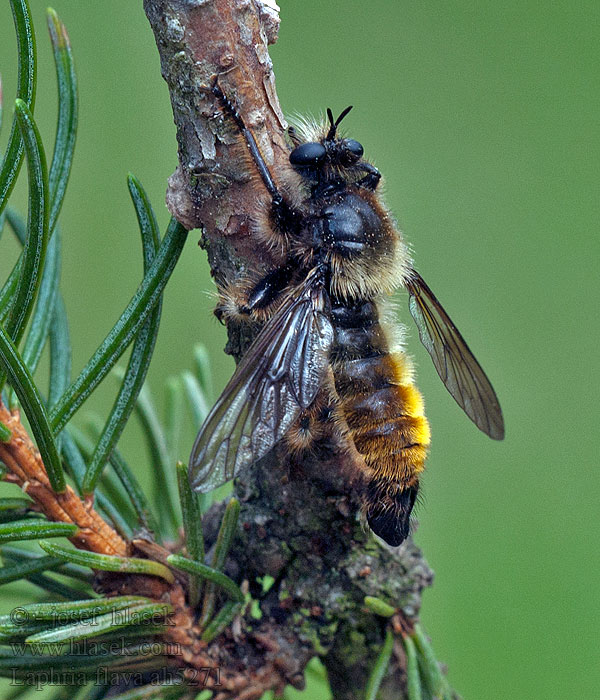 Roupec žlutý Laphria flava