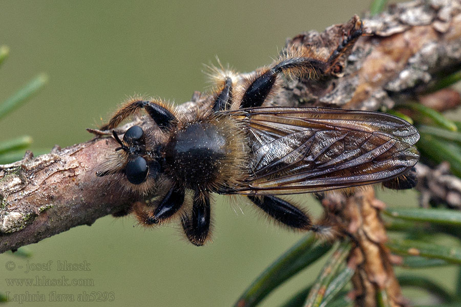 Laphria flava Ляфрия рыжая Muchárka žltá