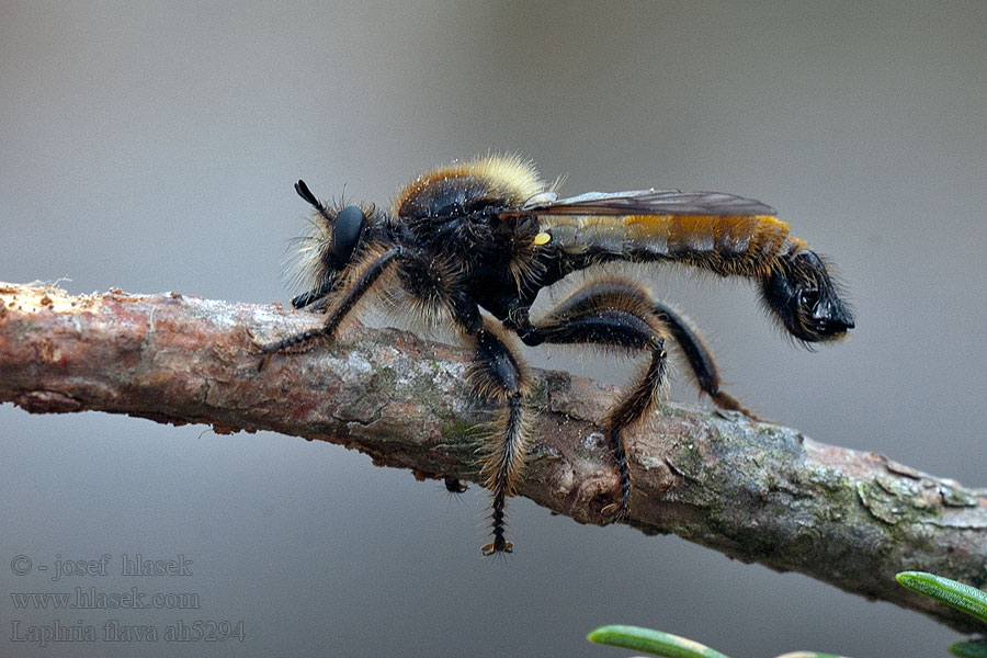 Laphria flava ムシヒキアブ Gulhåret rovflue Wierzchołówka żółtowłosa