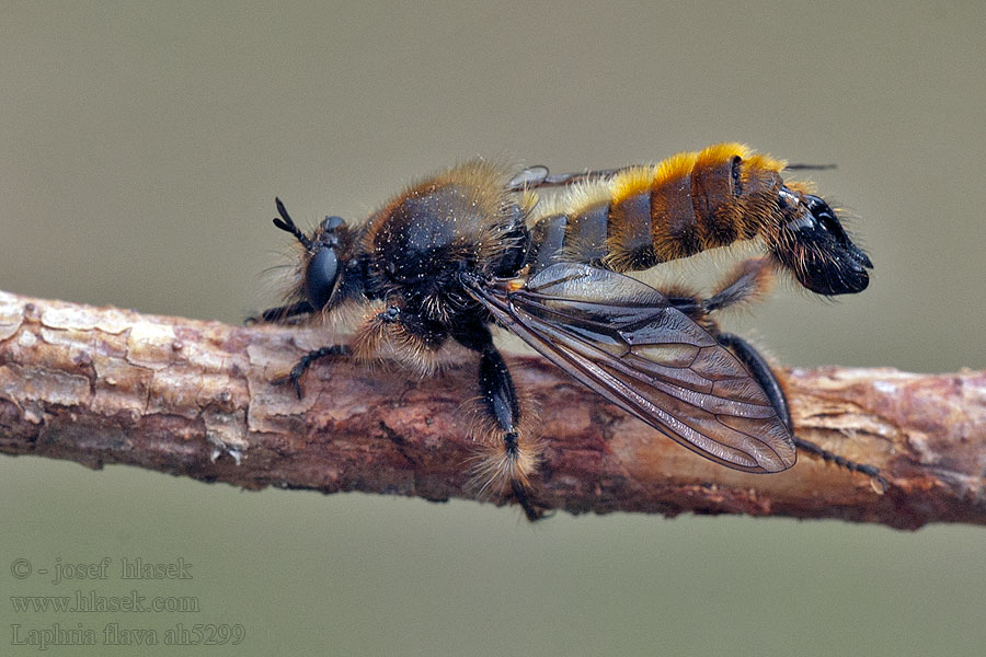 Laphria flava Mosca asesina Kamaniškoji plėšriamusė Ruige roofvlieg