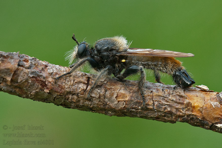 Laphria flava Roupec žlutý Palokärpänen Laphrie jaune