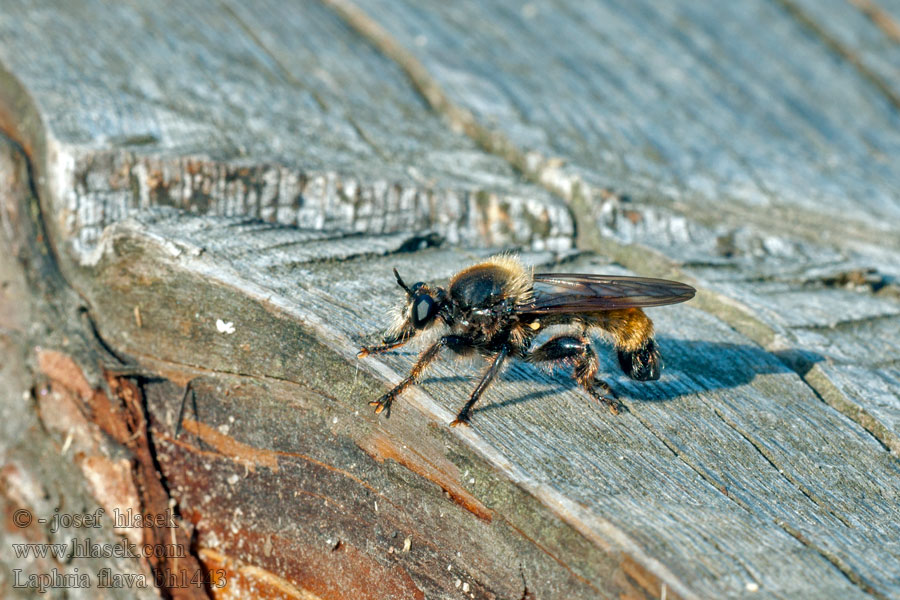 Laphria flava Gelbe Mordfliege Bumblebee Robber Fly