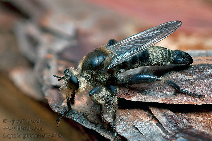 Laphria gibbosa