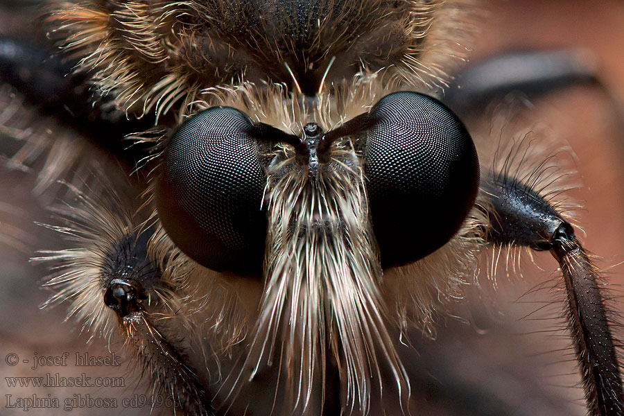 Laphria gibbosa Wierzchołówka włochata