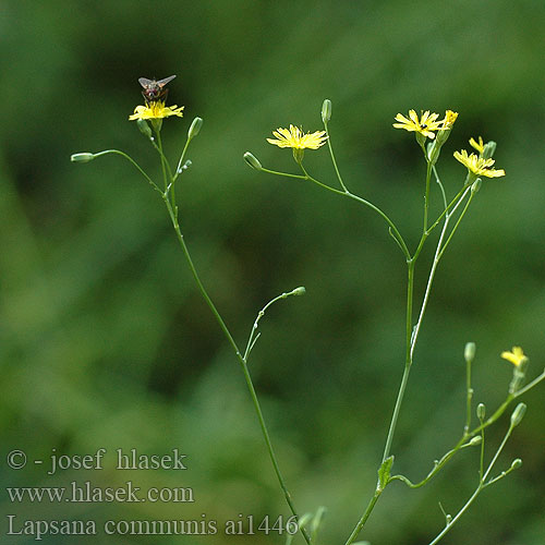 Lapsana communis Nipplewort Kapustka obecná Haremad Linnunkaali