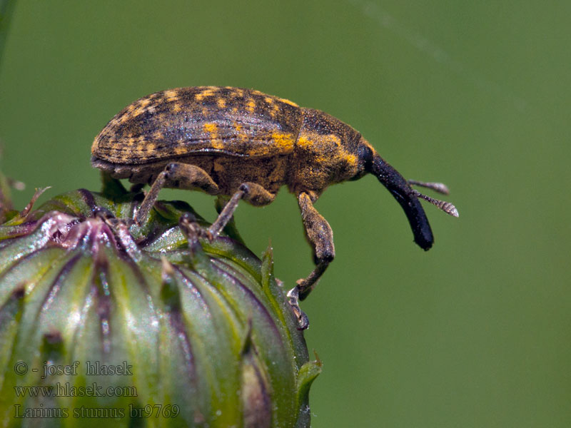 Larinus sturnus Großer Distelrüssler Ларин чертополоховый
