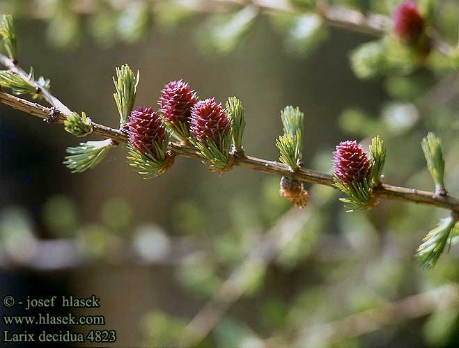 Larix decidua European larch Europaisk lark Euroopanlehtikuusi