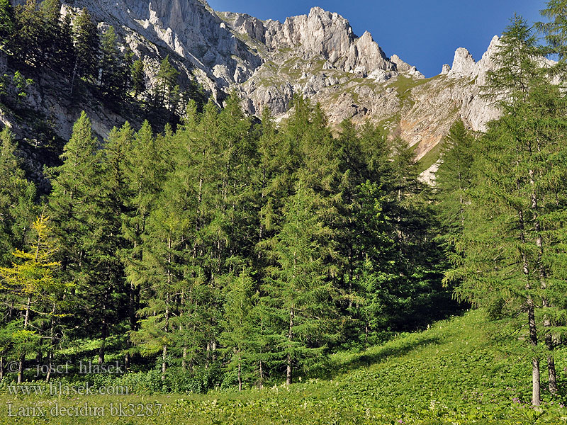 Larix decidua comune Európai vörösfenyő Europäische Lärche