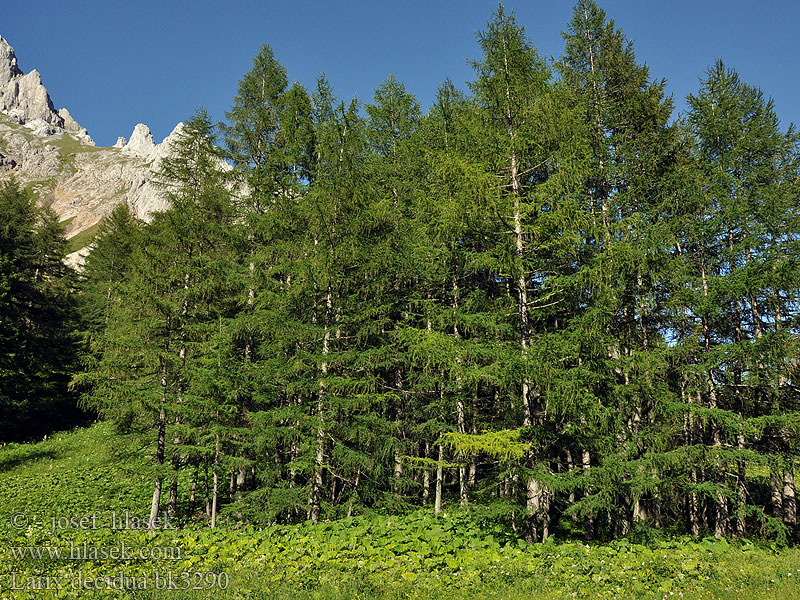 Larix decidua European larch Europæisk lærk Euroopanlehtikuusi