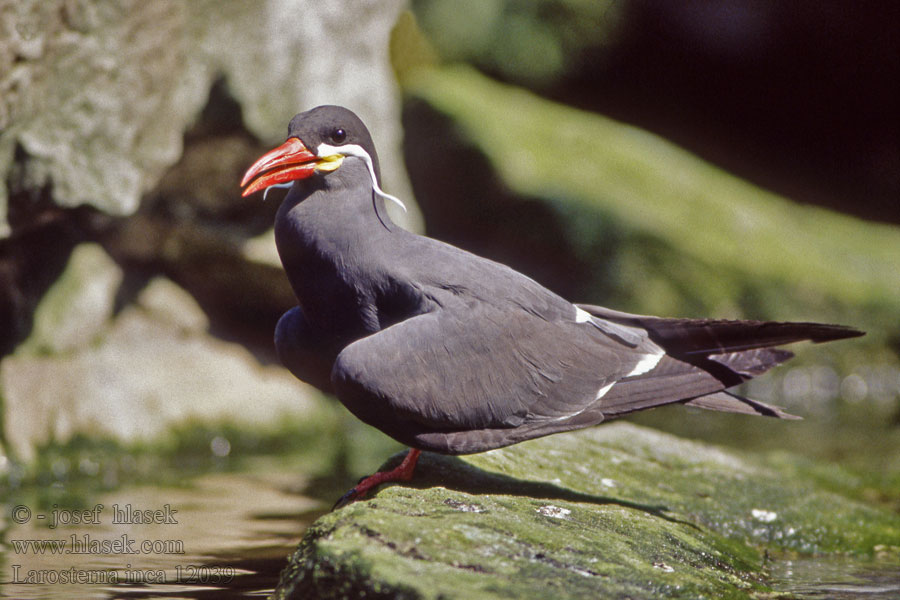 Larosterna inca インカアジサシ Inkastern Rybitwa wasata Rybár inkský