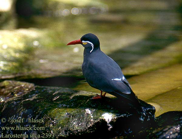 Larosterna inca Tern Incaseeschwalbe Zarcillos Andorinha-do-mar-inca Rybák inka Gaviotín Zarcillo Gaviotín Monja Inkaterne Charrán Inca Sterne Sterna inca インカアジサシ Inkastern Rybitwa wasata Rybár inkský