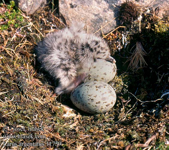 Larus argentatus herring gull Sølvmåge Harmaalokki Goéland argenté Zilvermeeuw Gabbiano reale Ezüstsirály Silbermöwe Mewa srebrzysta Čajka striebristá Racek stříbřitý Gaviota argéntea Gråtrut 銀鷗 Серебристая чайка Мартин сріблястий Haringmeeu Kuzey Gümüş Martı שחף כספי