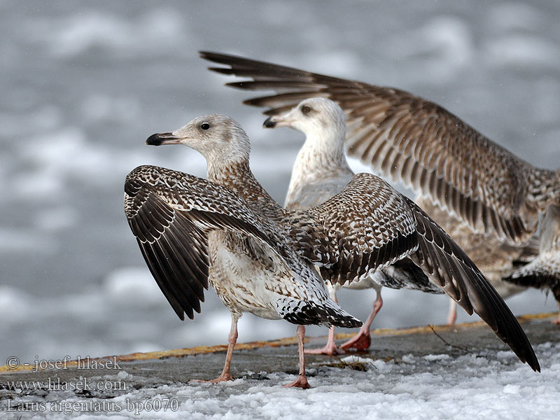 Larus argentatus bp6070