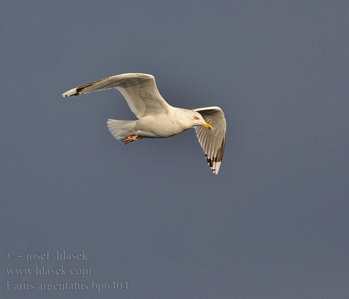 Larus argentatus Herring gull Zilvermeeuw Silbermöwe Racek stříbřitý