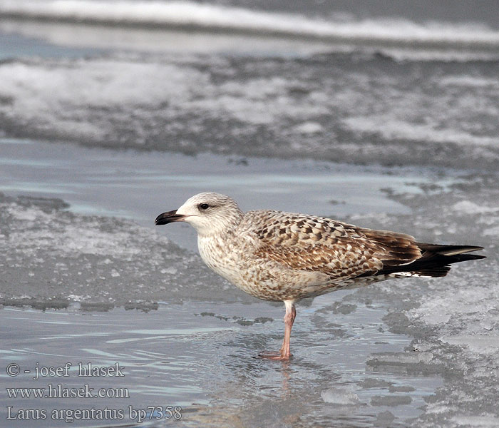 Larus argentatus Herring gull Zilvermeeuw Silbermöwe Racek stříbřitý