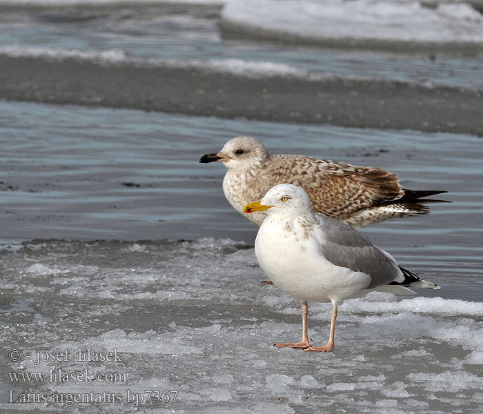 Larus argentatus Herring gull Zilvermeeuw Silbermöwe Racek stříbřitý