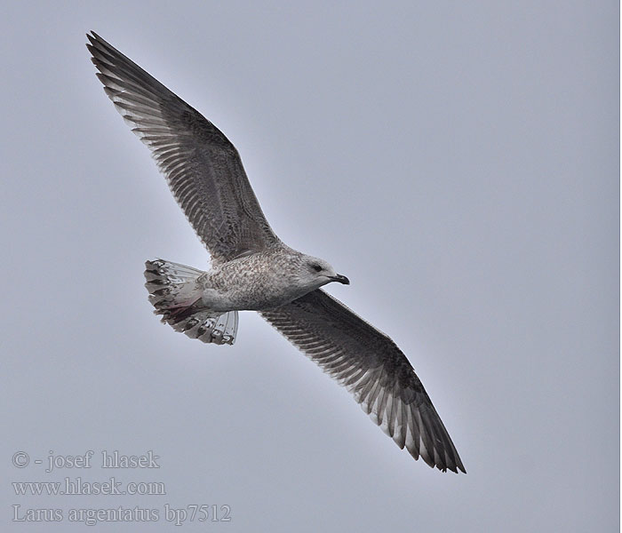 Larus argentatus Herring gull Zilvermeeuw Silbermöwe Racek stříbřitý