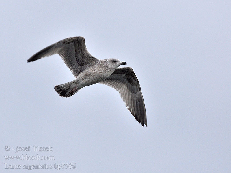 Larus argentatus Herring gull Zilvermeeuw Silbermöwe Racek stříbřitý